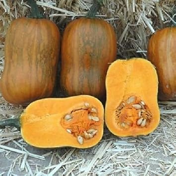 Orange Honeynut Vegetable Seeds for Planting, heirloom & Non-GMO Seeds